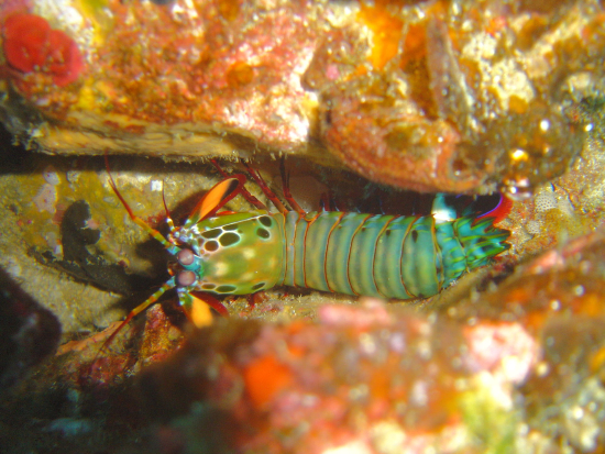  Odontodactylus scyallarus (Peacock Mantis Shrimp)